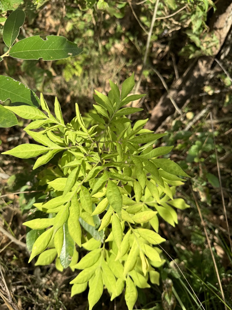 Brazilian Nightshade in April 2024 by cwelden_ecp · iNaturalist