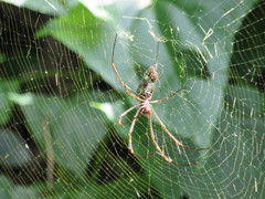 Trichonephila clavipes