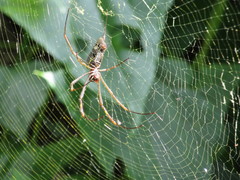 Trichonephila clavipes