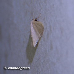 Lophophleps triangularis