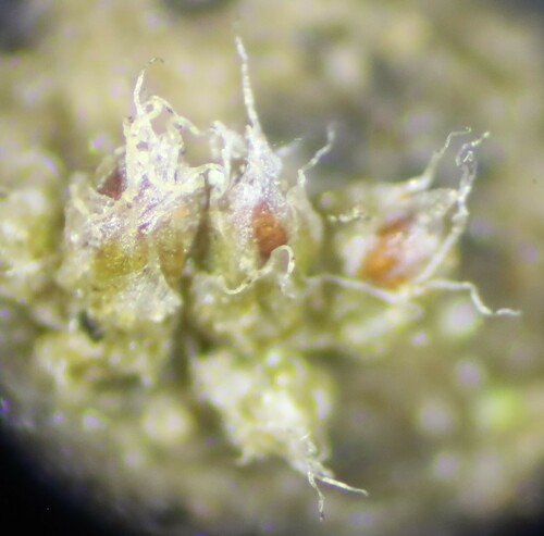 Stegonia hyalinotricha