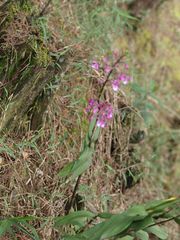 Epidendrum ionodesme