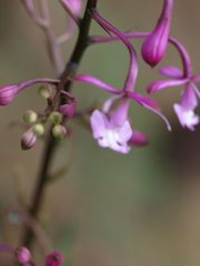 Epidendrum ionodesme