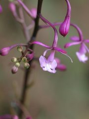 Epidendrum ionodesme