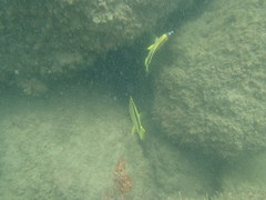 Johnrandallia nigrirostris