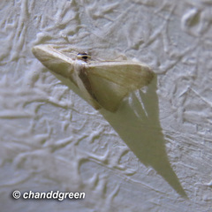 Lophophleps triangularis