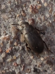 Coleoptera