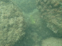 Johnrandallia nigrirostris