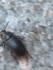Coleoptera