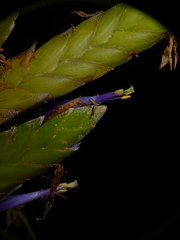 Tillandsia botterii