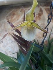 Phragmipedium longifolium