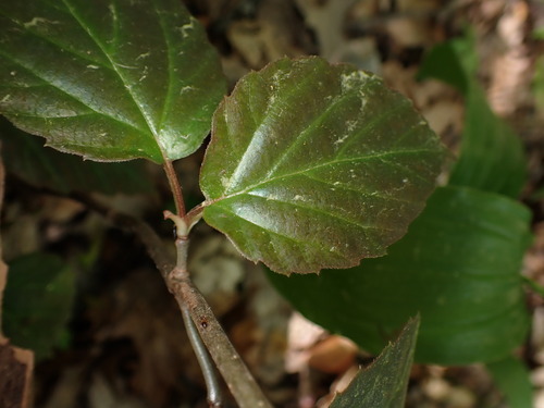 Image of Viburnum setigerum by (c) W Rao, some rights reserved (CC BY)