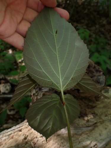 Image of Viburnum setigerum by (c) W Rao, some rights reserved (CC BY)