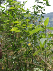 Toxicodendron striatum