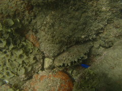 Pinctada mazatlanica