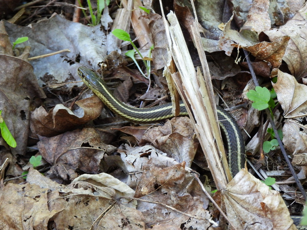 Northwestern Garter Snake From Fergus Watershed Biodiversity Preserve ...