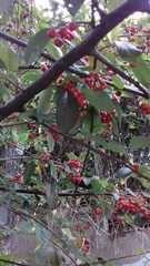 Cotoneaster multiflorus