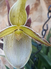 Phragmipedium longifolium