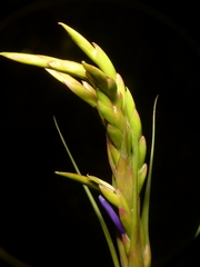 Tillandsia polystachia