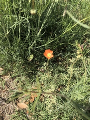 Sphaeralcea coccinea
