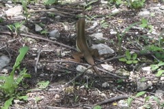 Aspidoscelis angusticeps