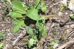 Aspidoscelis angusticeps