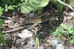 Aspidoscelis angusticeps