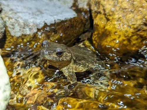 Water Toad