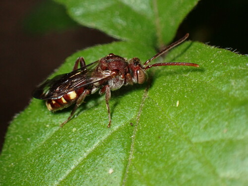 Spotted Nomad Bee