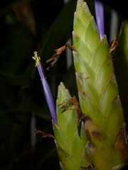 Tillandsia botterii