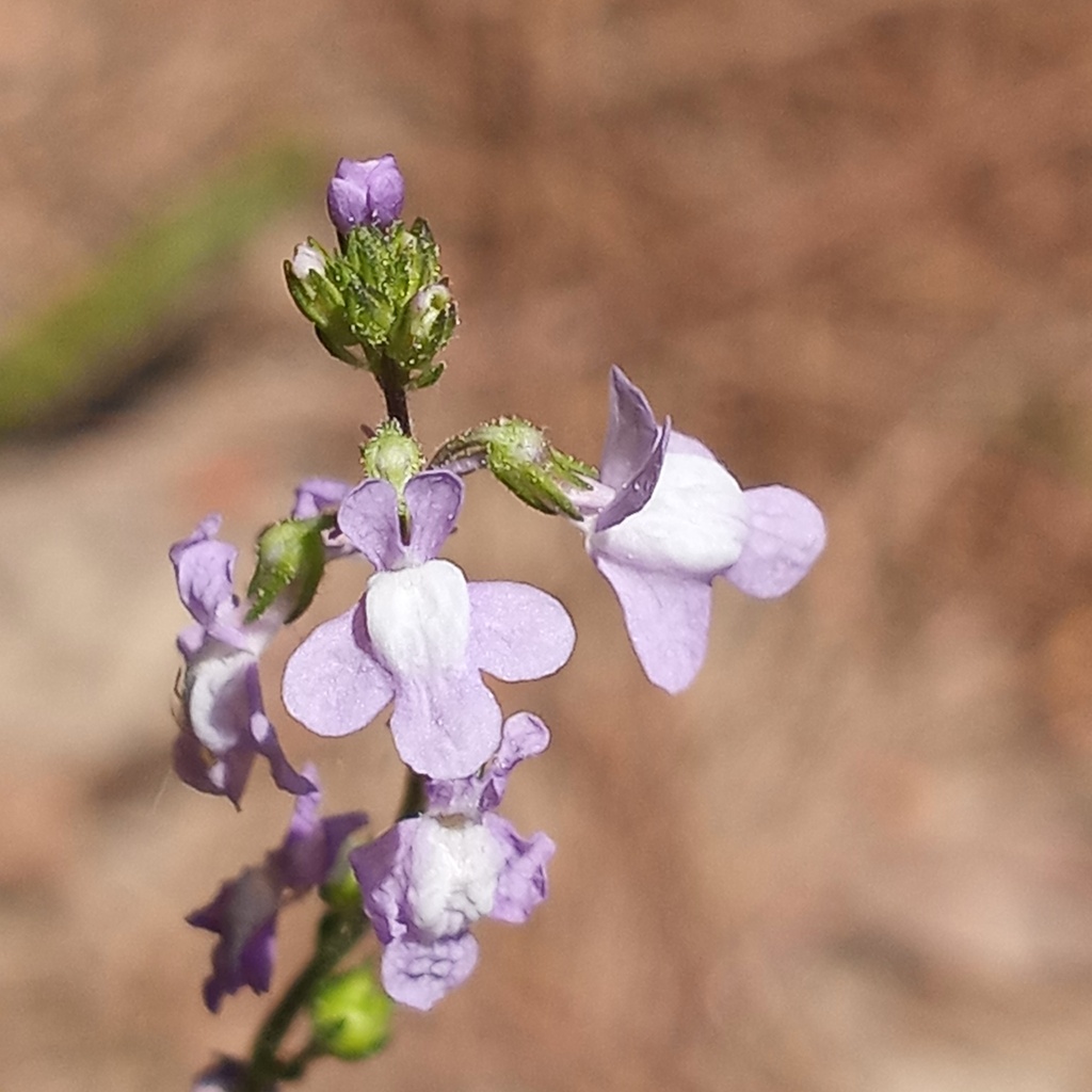 blue toadflax from Caroline County, MD, USA on May 1, 2024 at 02:12 PM ...