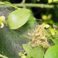 Yponomeuta cagnagella