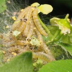 Yponomeuta cagnagella