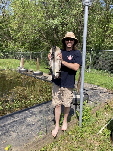 Canada Goose photographed in Ohio