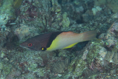 Bodianus mesothorax