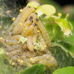 Yponomeuta cagnagella