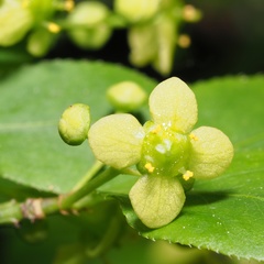 Yponomeuta cagnagella