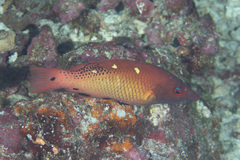 Bodianus dictynna
