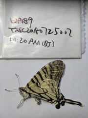 Graphium mandarinus