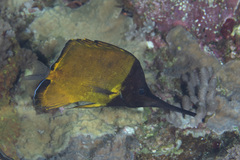 Forcipiger longirostris