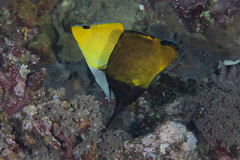 Forcipiger longirostris