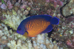 Centropyge bispinosa