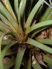 Tillandsia botterii