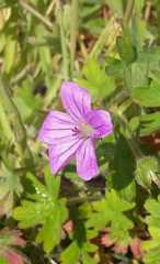 Geranium magellanicum