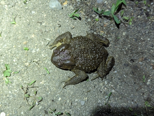 Sakhalin Toad