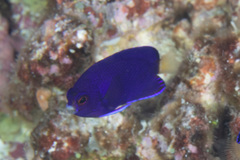 Centropyge fisheri