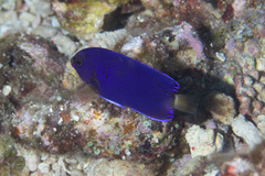 Centropyge fisheri
