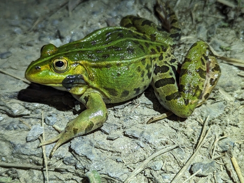 Black-spotted Frog