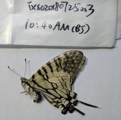 Graphium mandarinus