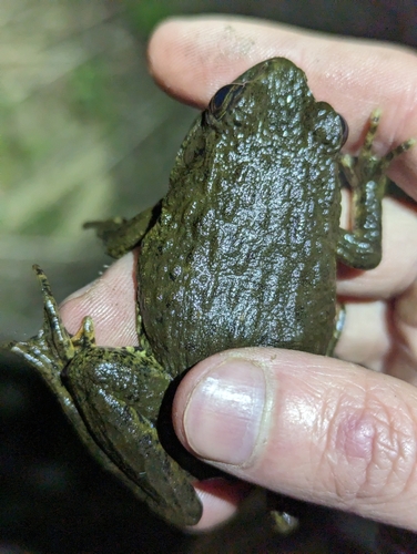 Imienpo Station frog